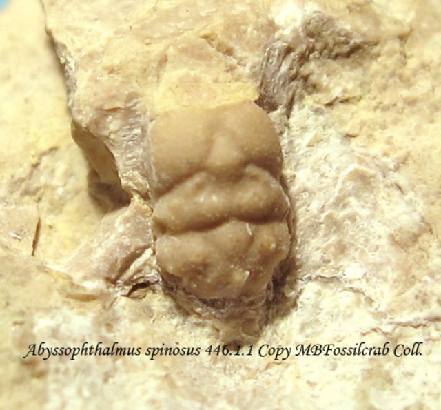 abyssophthalmusspinosus44611.jpg