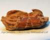 argesparallelus36213_small.jpg