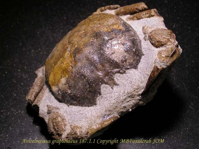 avitelmessusgrapsoideus18711copia.jpg