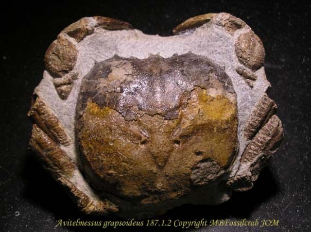 avitelmessusgrapsoideus18712copia.jpg
