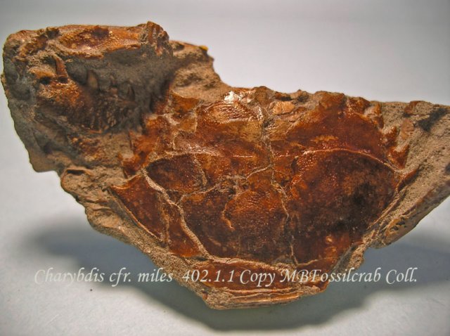 charybdiscfrmiles40211.jpg