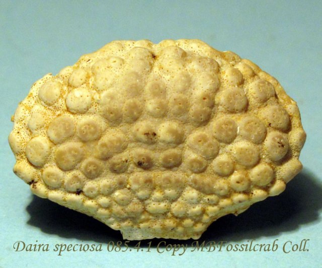 dairaspeciosa08541.jpg