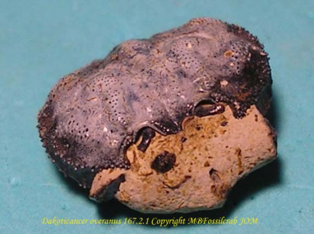 dakoticanceroveranus16721copia.jpg