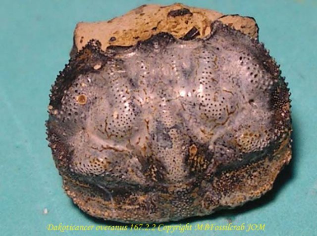 dakoticanceroveranus16722copia.jpg