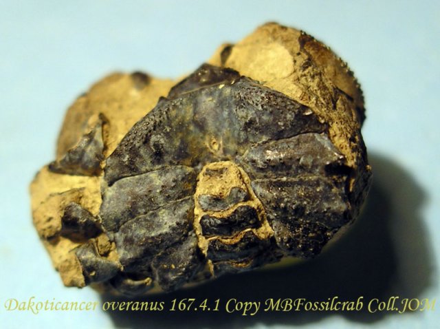 dakoticanceroveranus1674.jpg