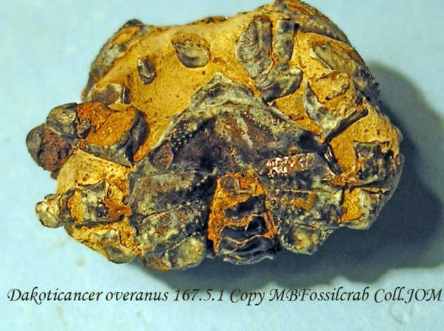 dakoticanceroveranus16751.jpg