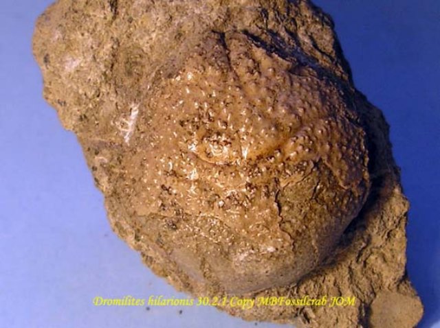 dromiliteshilarionis302.jpg