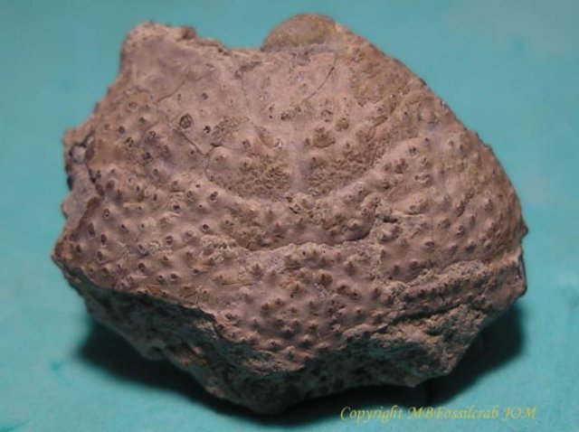 dromiliteshilarionisc0301c.jpg