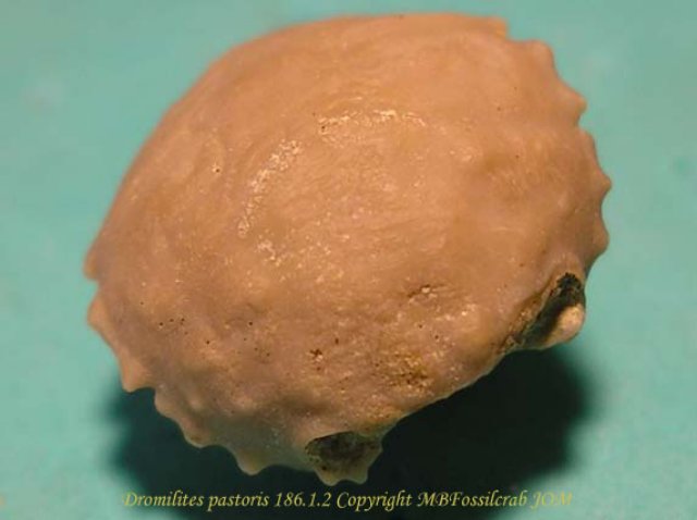 dromilitespastoris18612copia.jpg