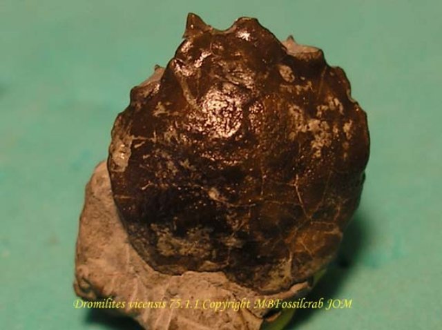 dromilitesvicensis7511copia.jpg