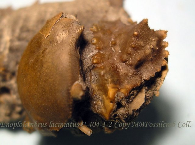 enoplolambruslaciniatusc40412.jpg