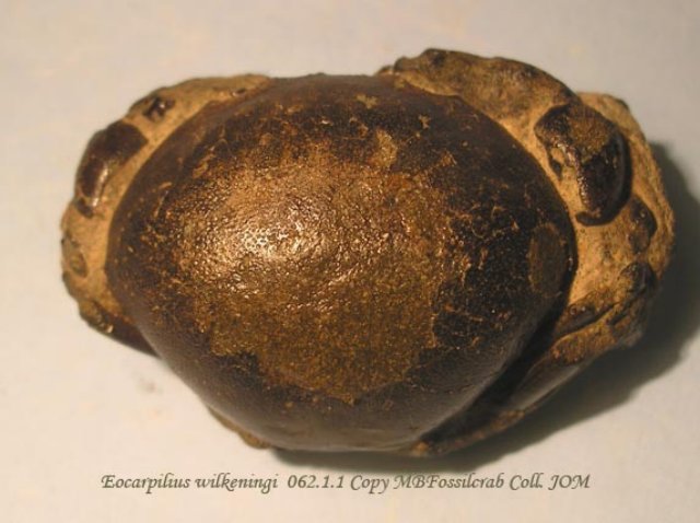 eocarpiliuswilkeningi06211.jpg