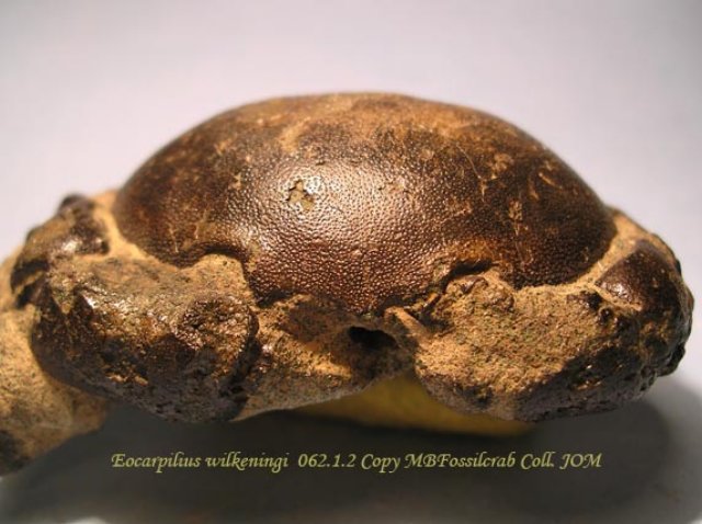 eocarpiliuswilkeningi06212.jpg