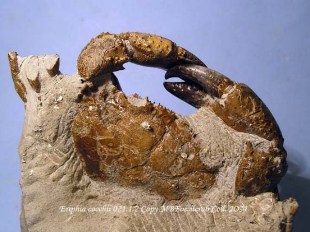 eriphiacocchii02112.jpg