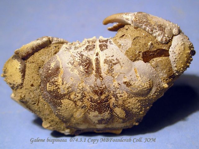 galenebispinosa07431.jpg