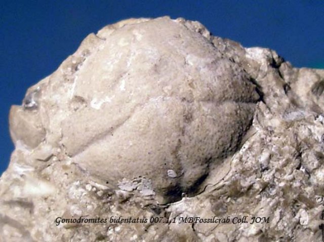 goniodromitesbidentatus00711.jpg