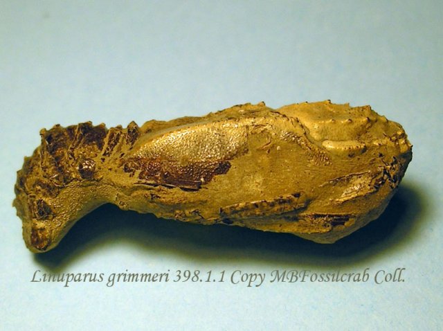 linuparusgrimmeri39811.jpg