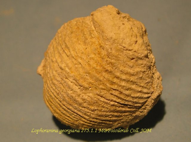 lophoraninageorgiana27511.jpg