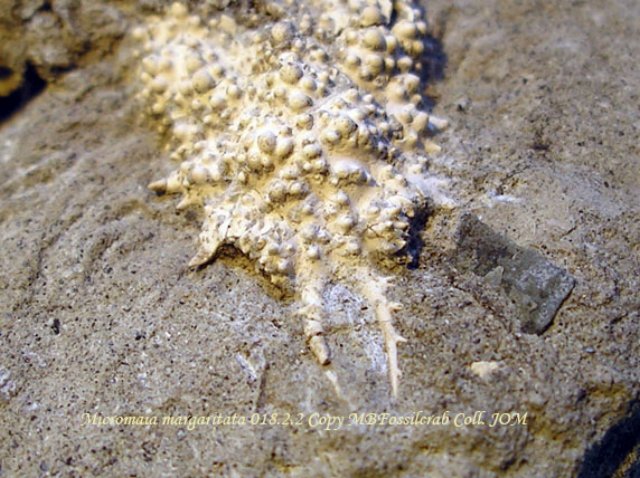 micromaiamargaritata01822.jpg