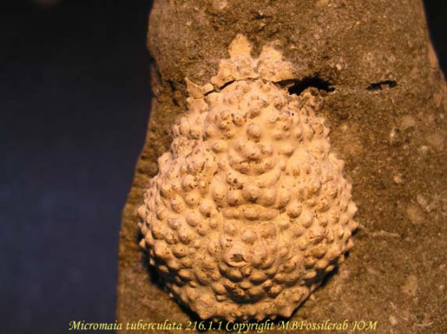 micromaiatuberculata21611copia.jpg