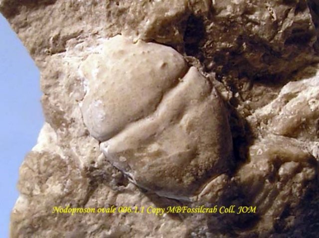 nodoprosonovale00611.jpg