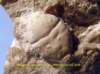 nodoprosonovale00611_small.jpg