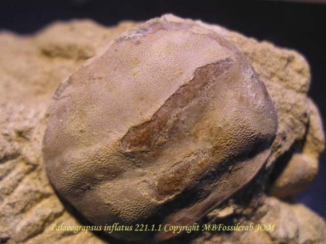 palaeograpsusinflatus22111copia.jpg