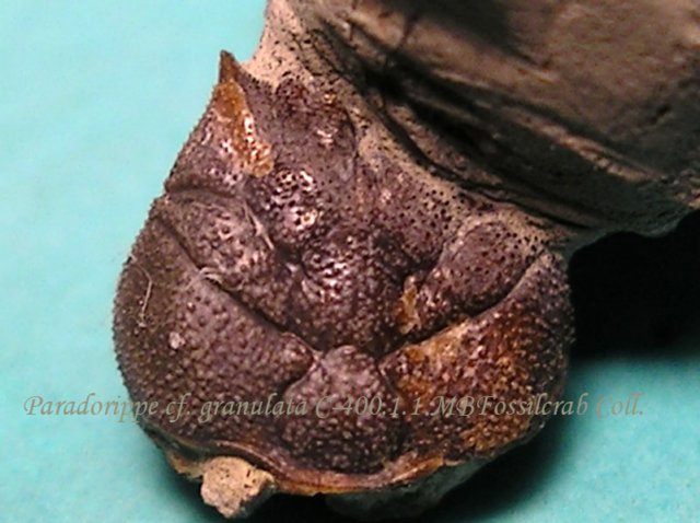 paradorippecfgranulata40011.jpg