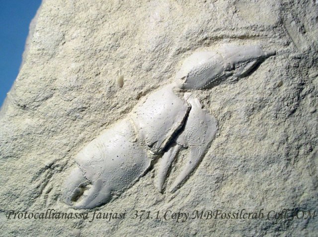 protocallianassafaujasi37111.jpg