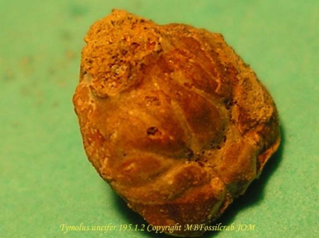 tymolusuncifer.jpg