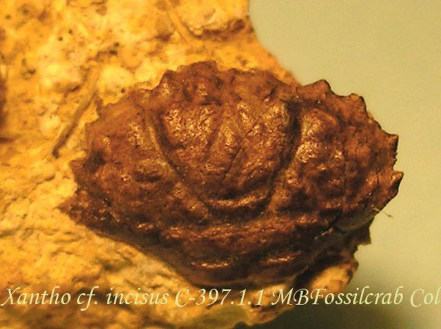 xanthocfincisusc39711.jpg