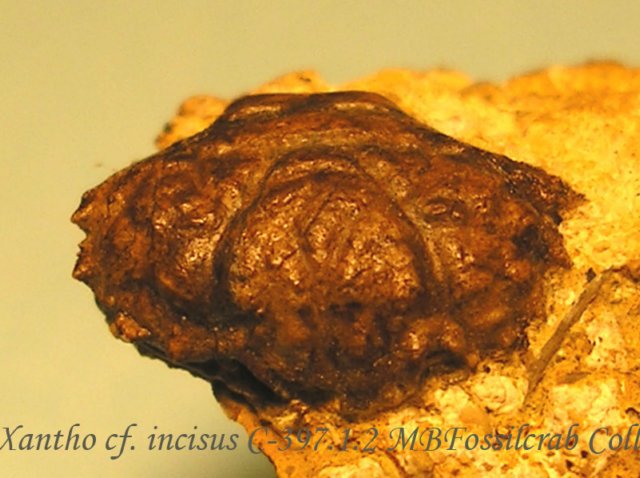 xanthocfincisusc39712.jpg