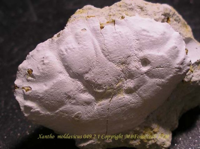 xanthomoldavicus04921copia.jpg