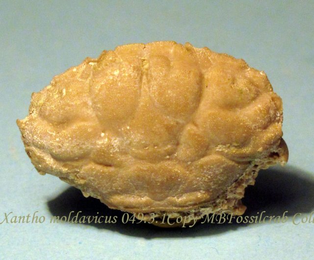 xanthomoldavicus04931.jpg