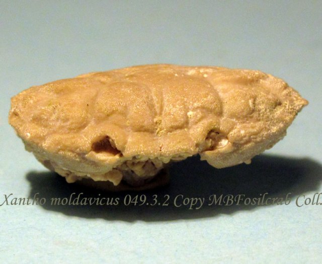 xanthomoldavicus04932.jpg