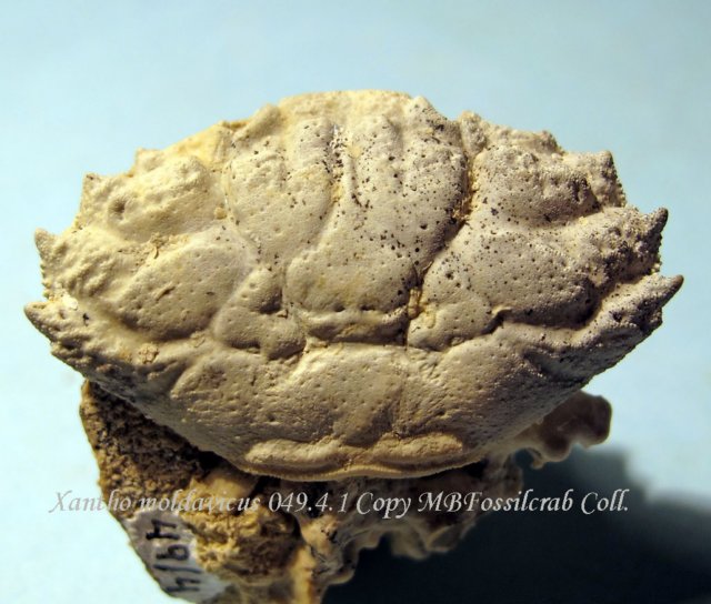 xanthomoldavicus04941.jpg