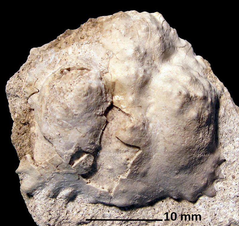 Calappoidea by MB fossil crabs