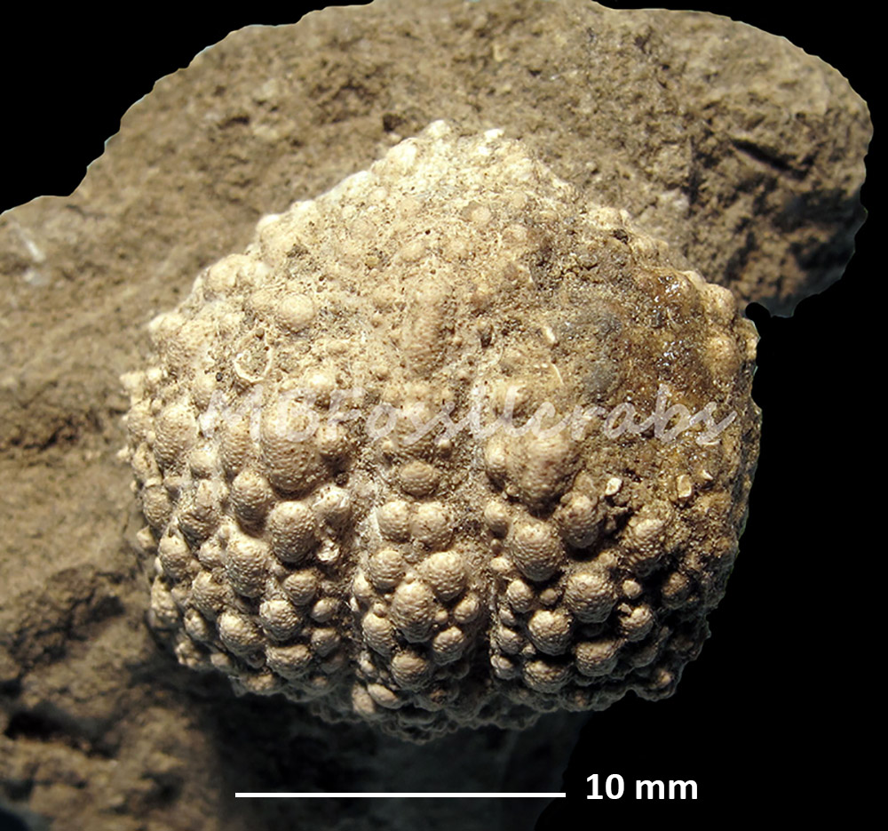 Calappoidea by MB fossil crabs