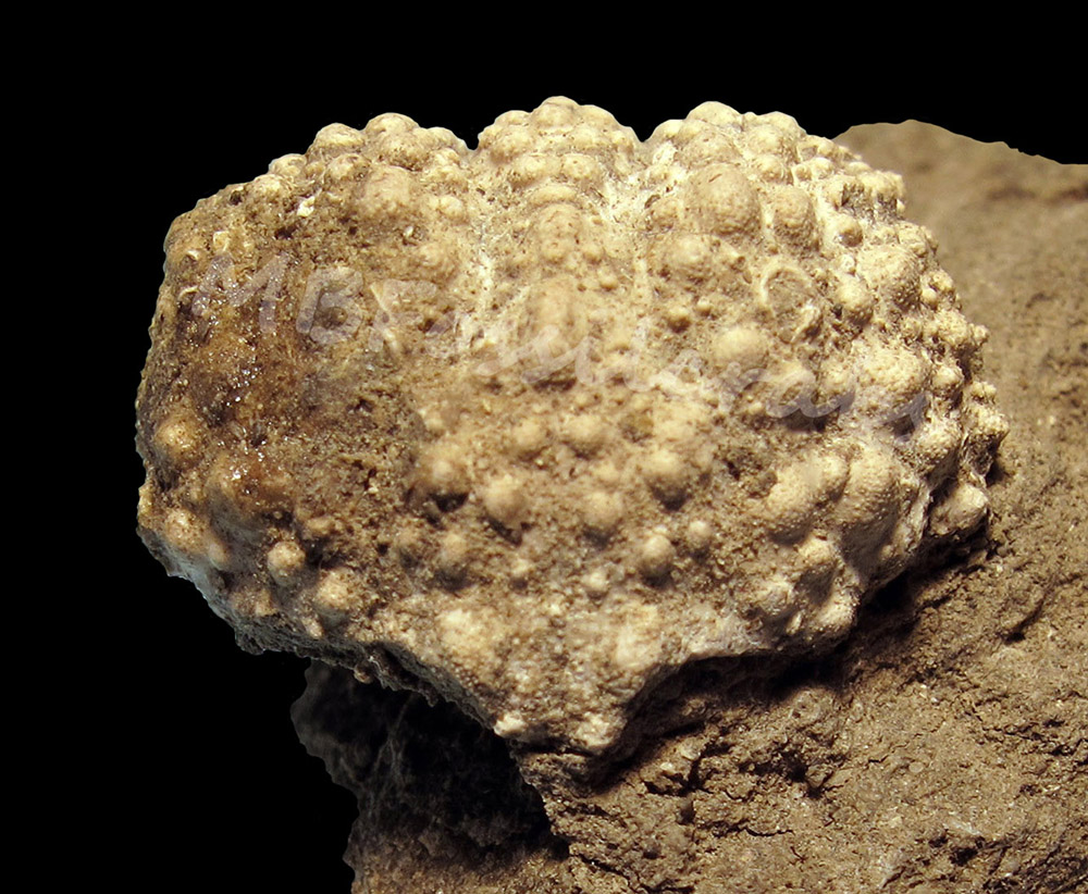 Calappoidea by MB fossil crabs