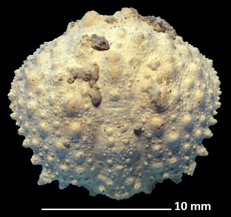 Calappoidea by MB fossil crabs
